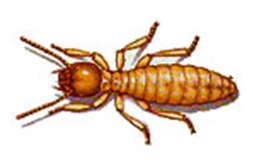 termite-1